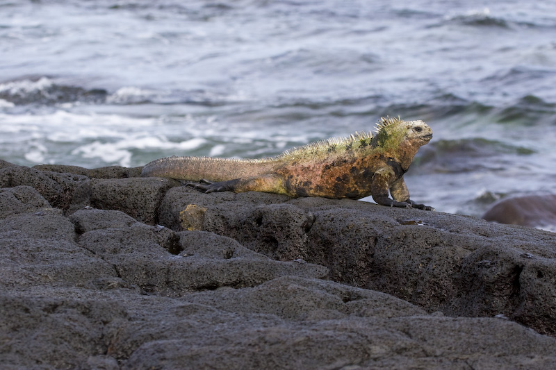 Marine Iguana